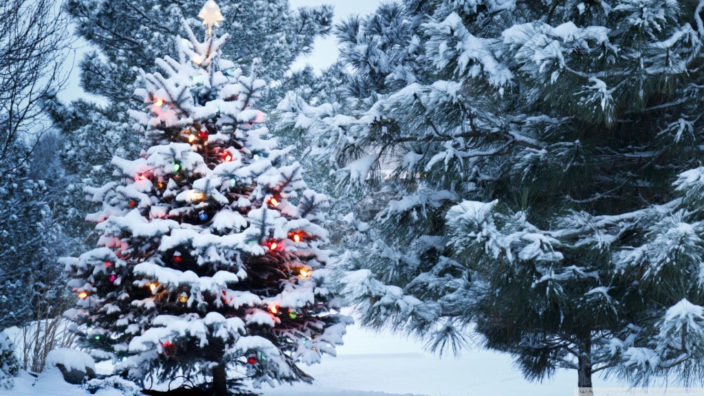 Weihnachtsbaum im Schnee