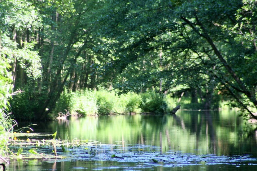 Spreewald