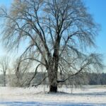 Winterlandschaft