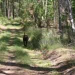 Wanderweg am Oderiner See