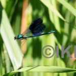 Blaue Libelle