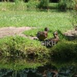 Wildenten