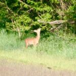 Bock am Waldrand Reh