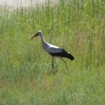 Storch