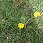 Butterblume