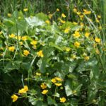 Sumpfdotterblume