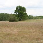 Eiche am Schäfersee Baum