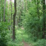 Rundweg am Schäfersee Wanderweg