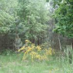 Ginster an der Semmelei Strasse Ginster